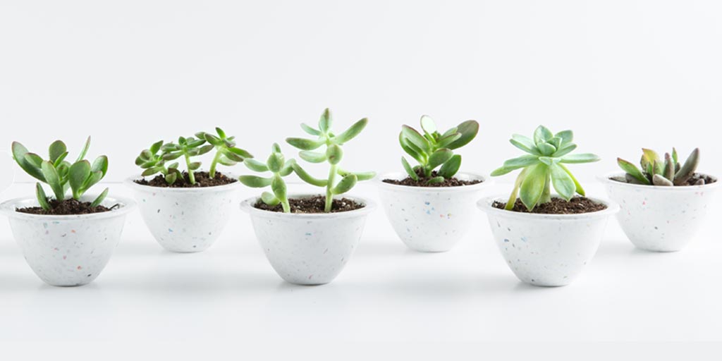 small plants